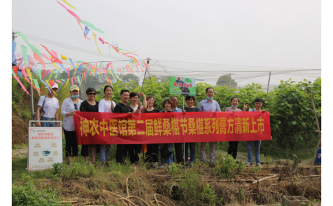 桑椹滿枝頭，采摘正當(dāng)時- 神農(nóng)中醫(yī)館鮮桑椹合作基地采摘紀(jì)實